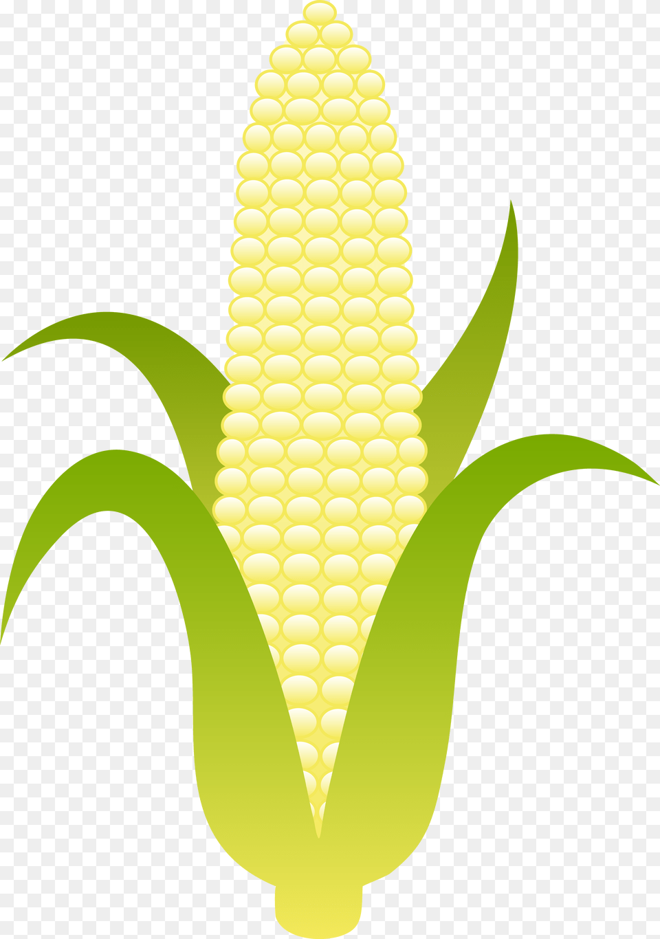 Ear Of Sweet White Corn Clip Art Illustration, Food, Grain, Plant, Produce Free Transparent Png