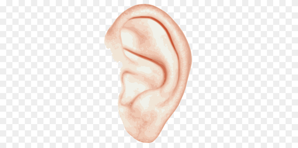 Ear Single, Body Part, Face, Head, Person Png Image