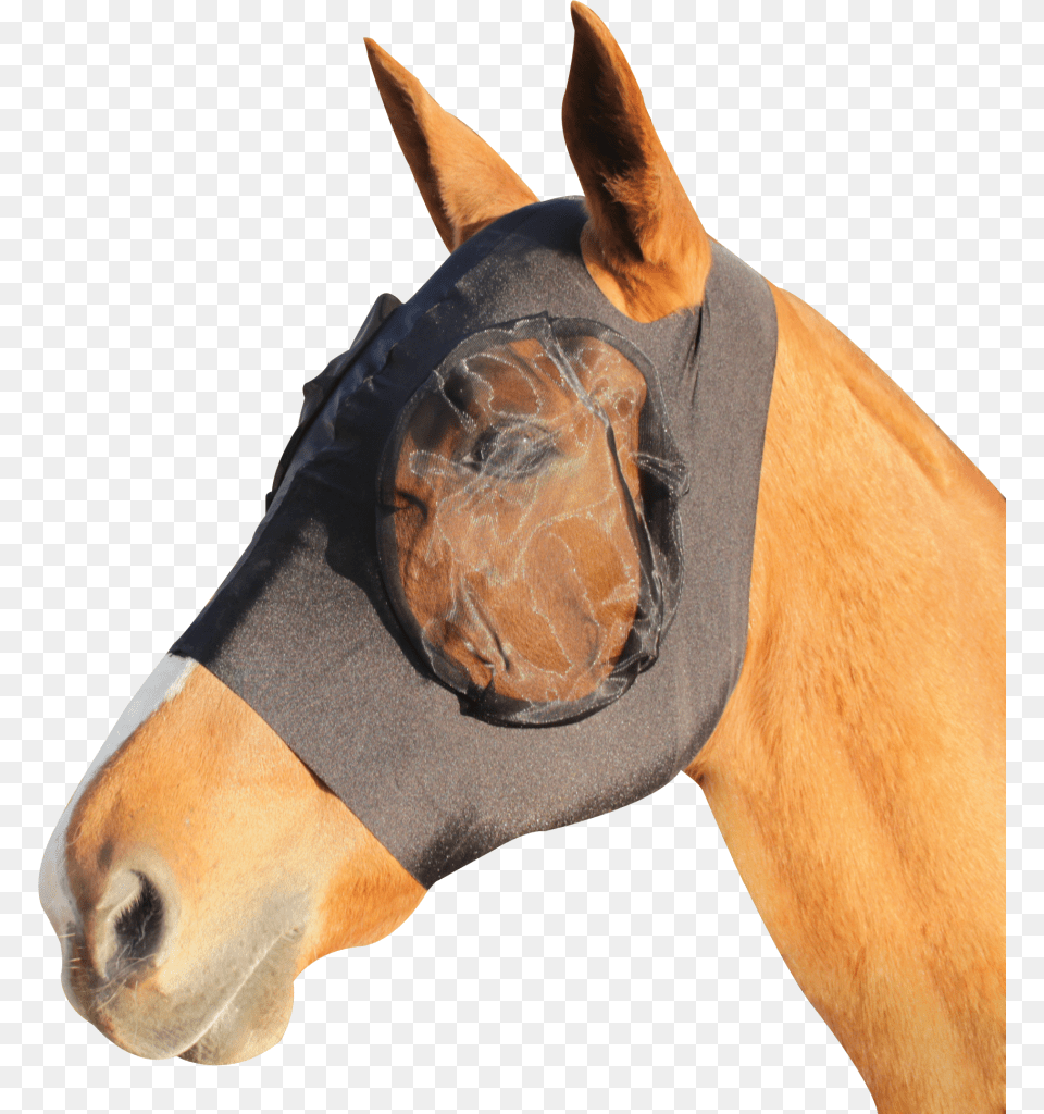 Earless Lycra Fly Mask Masque Anti Mouche Cheval, Animal, Horse, Mammal, Face Free Transparent Png