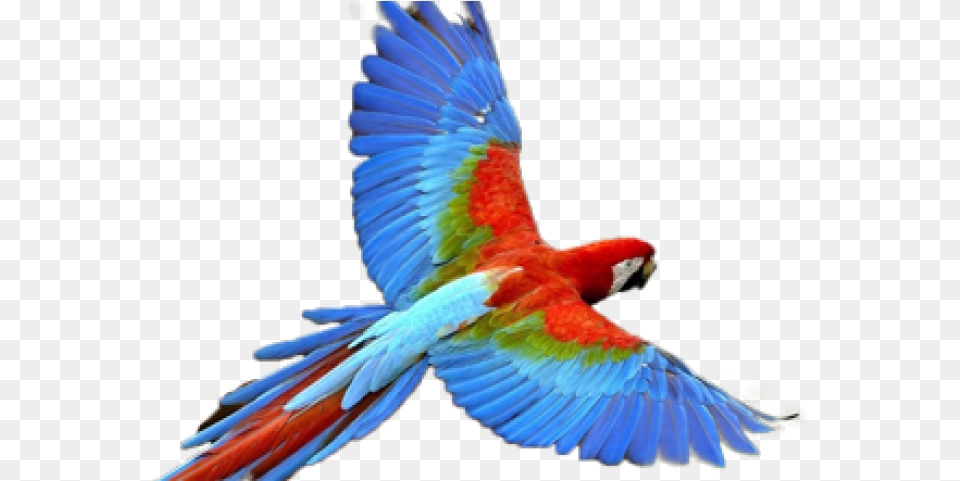 Early Bird Parrot, Animal, Macaw Png