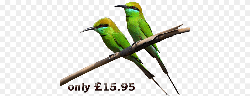 Early Birds Promotion Green Birds, Animal, Bee Eater, Bird, Beak Free Transparent Png