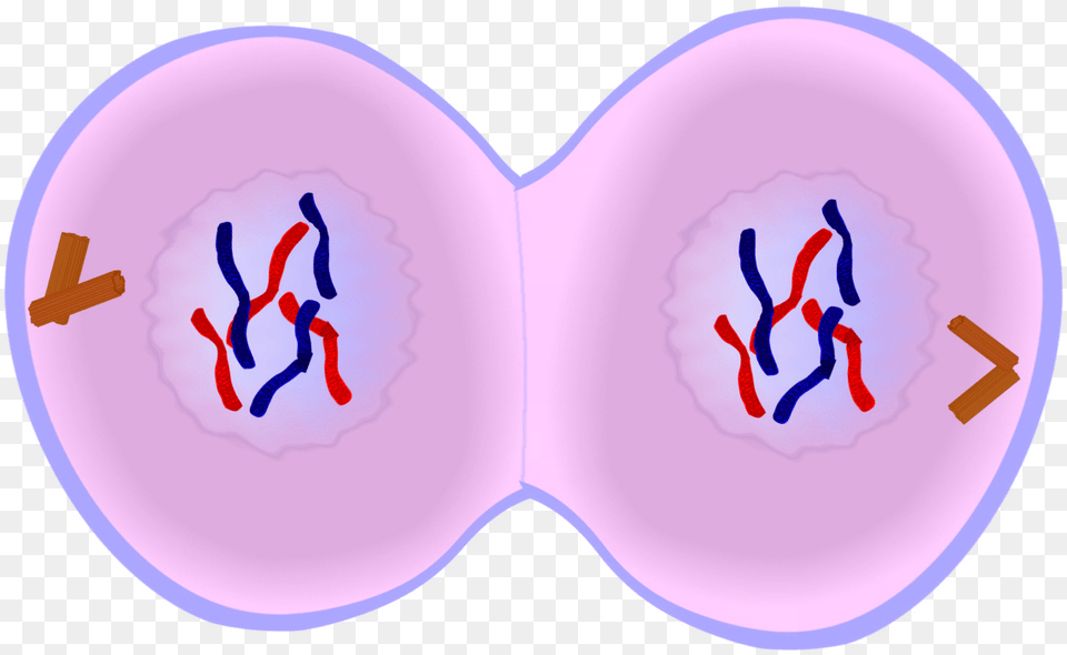 Early Telophase In Mitosis, Person, Home Decor, Balloon Png