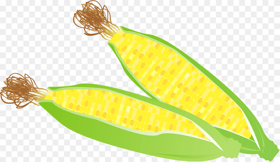 Ears Of Corn Clipart, Food, Grain, Plant, Produce Png Image