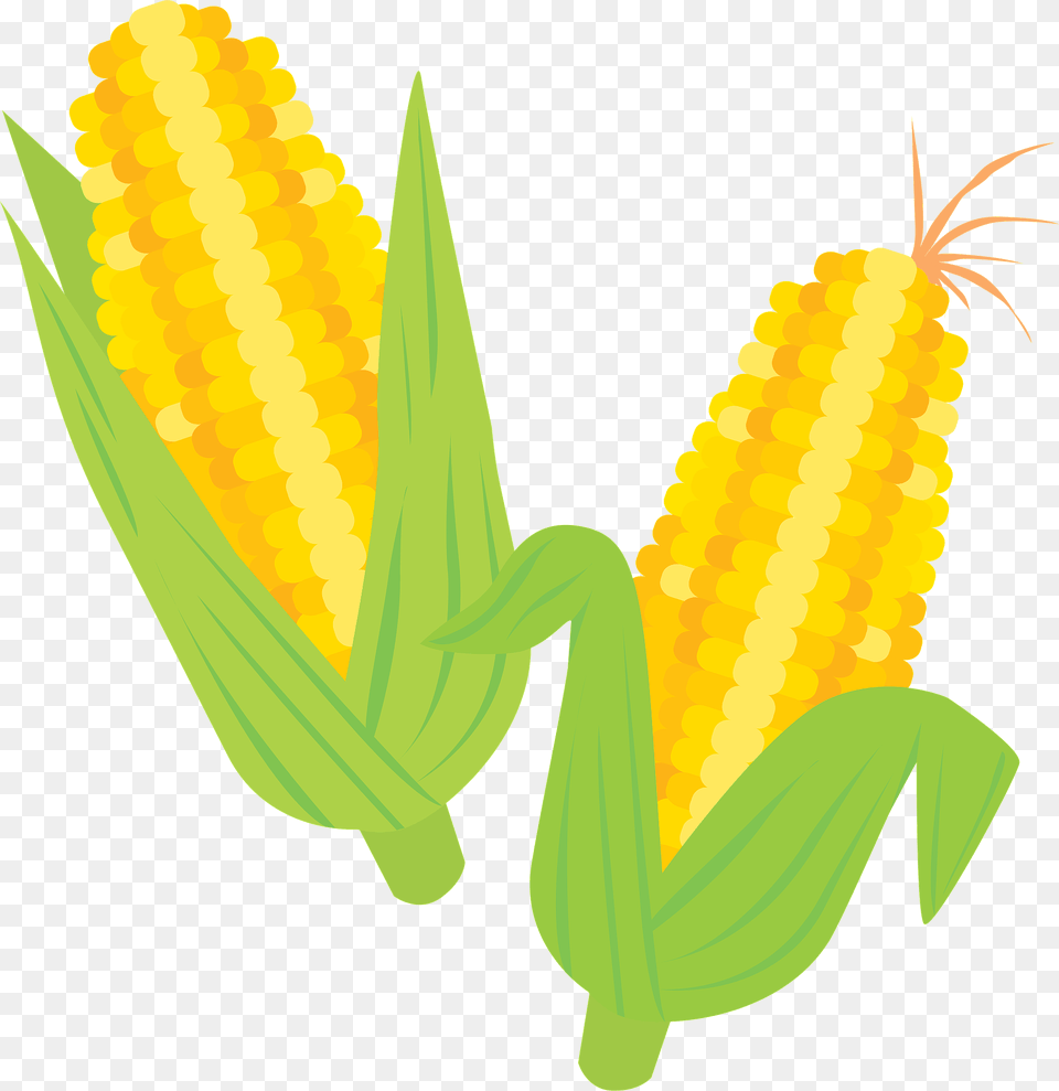 Ears Of Corn Clipart, Food, Grain, Plant, Produce Free Png