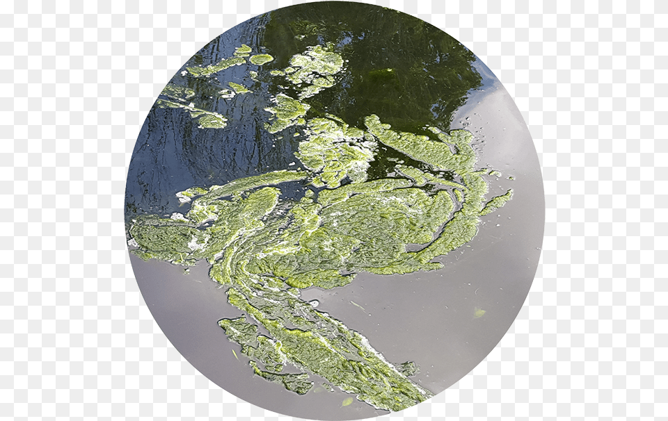 Earth, Algae, Photography, Plant, Sphere Png