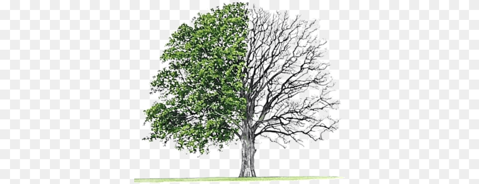 Earth Day Special April Bur Oak Tree Image Hardwood Softwoods, Plant, Sycamore Free Png