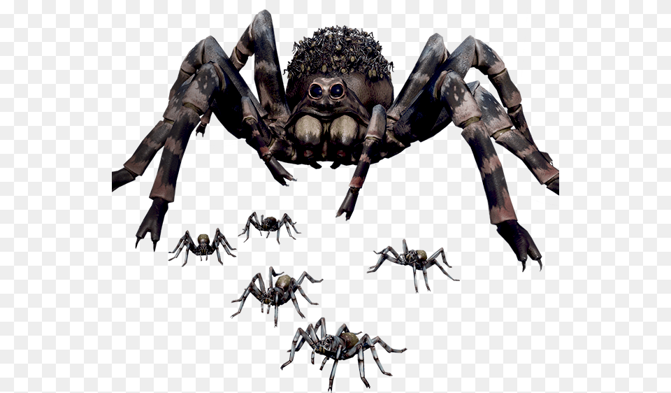 Earth Defense Force Spiders, Animal, Invertebrate, Spider, Person Png