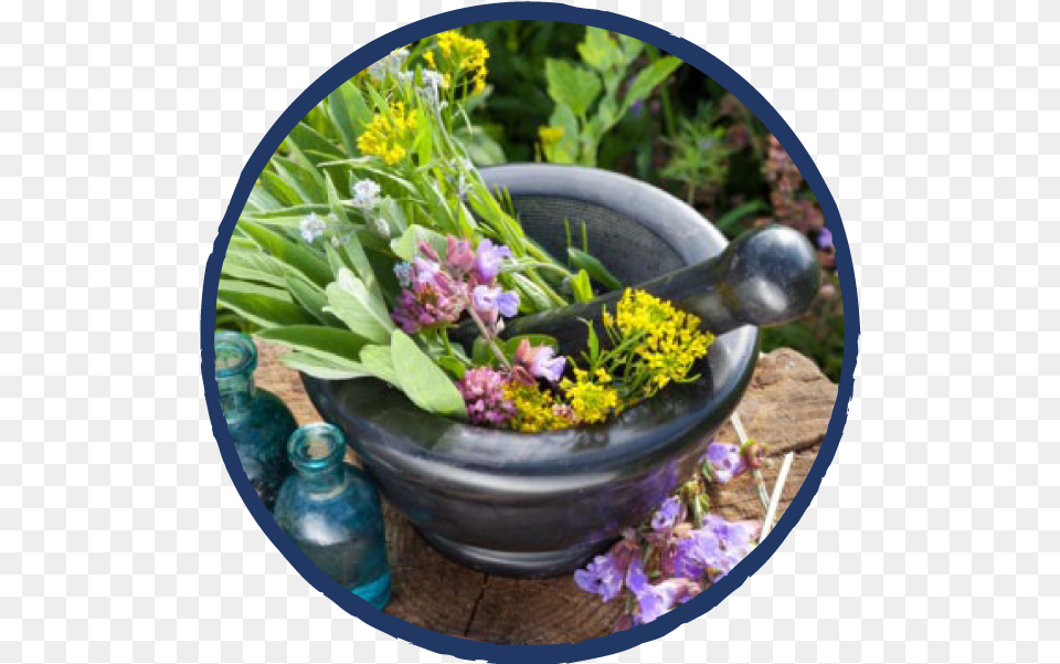 Earth Spirit Circle Medicinal Plants, Herbal, Herbs, Plant, Flower Free Transparent Png