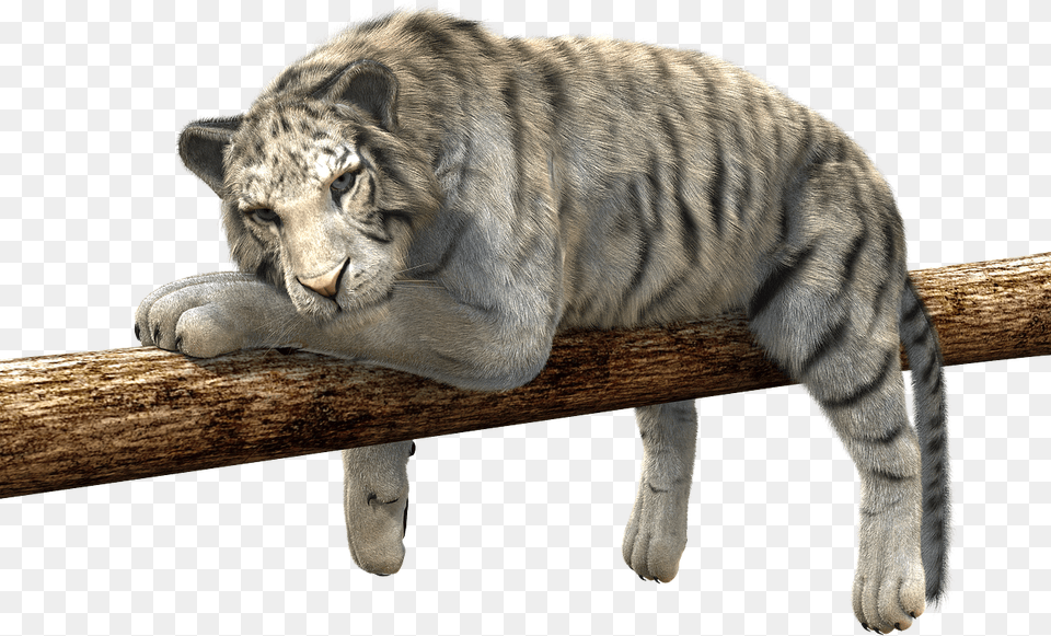 Earth Tiger Feng Shui, Animal, Wildlife, Mammal, Panther Free Transparent Png