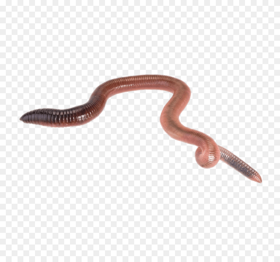 Earth Worm, Animal, Invertebrate, Insect Free Png