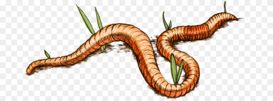 Earth Worm Drawing, Animal, Insect, Invertebrate Png Image