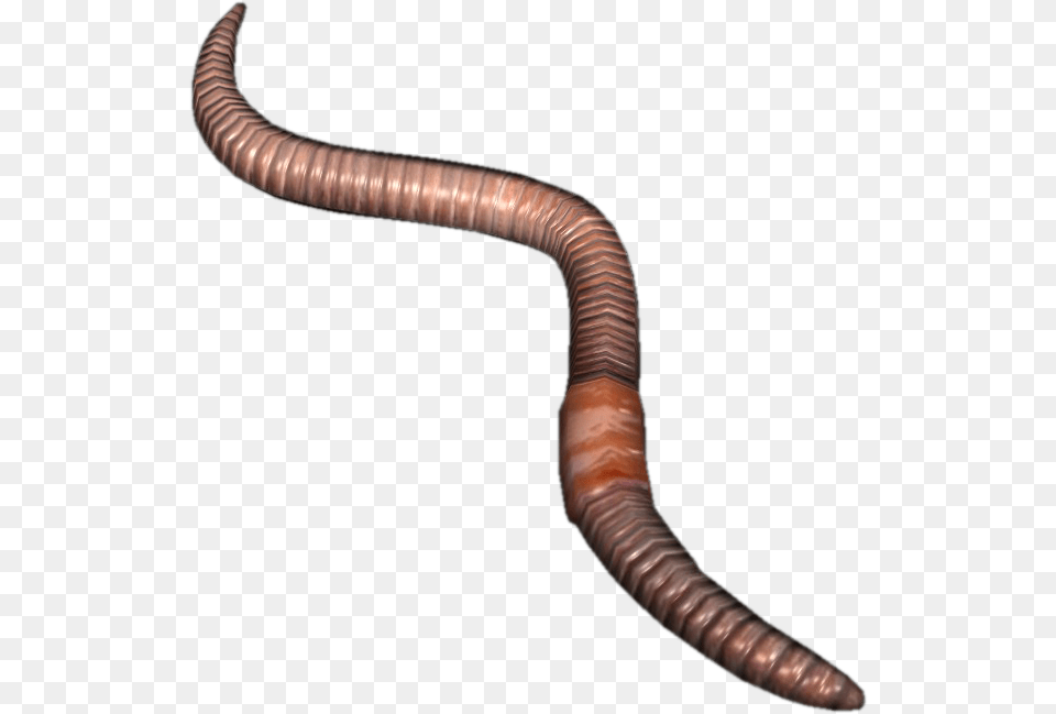 Earthworm, Animal, Invertebrate, Worm, Person Free Png Download