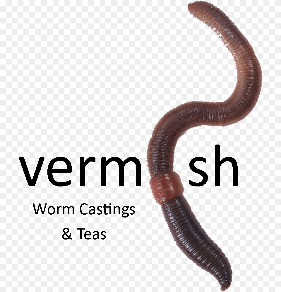 Earthworm, Animal, Insect, Invertebrate, Worm Png Image