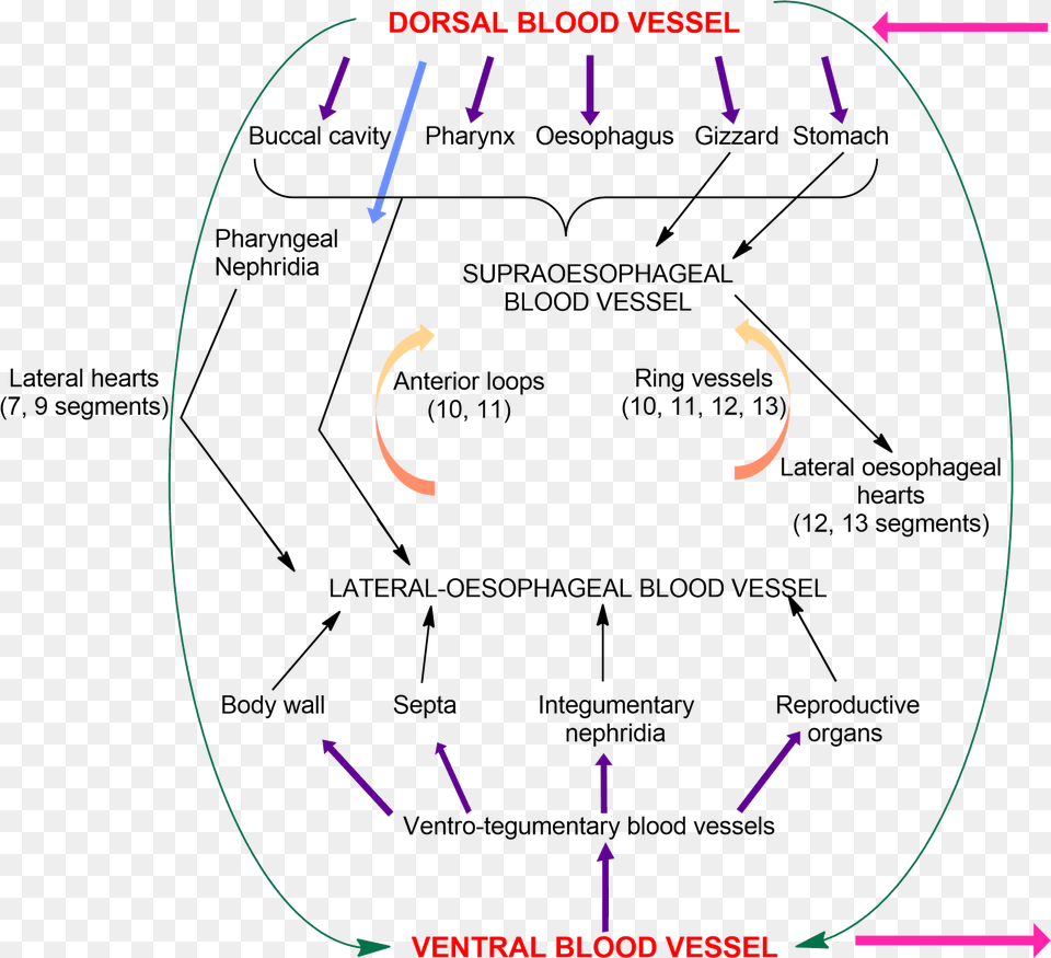 Earthworm Cirulatory System Earthworm Blood Vessels Blood Circulation In Earthworm, Nature, Night, Outdoors Free Png