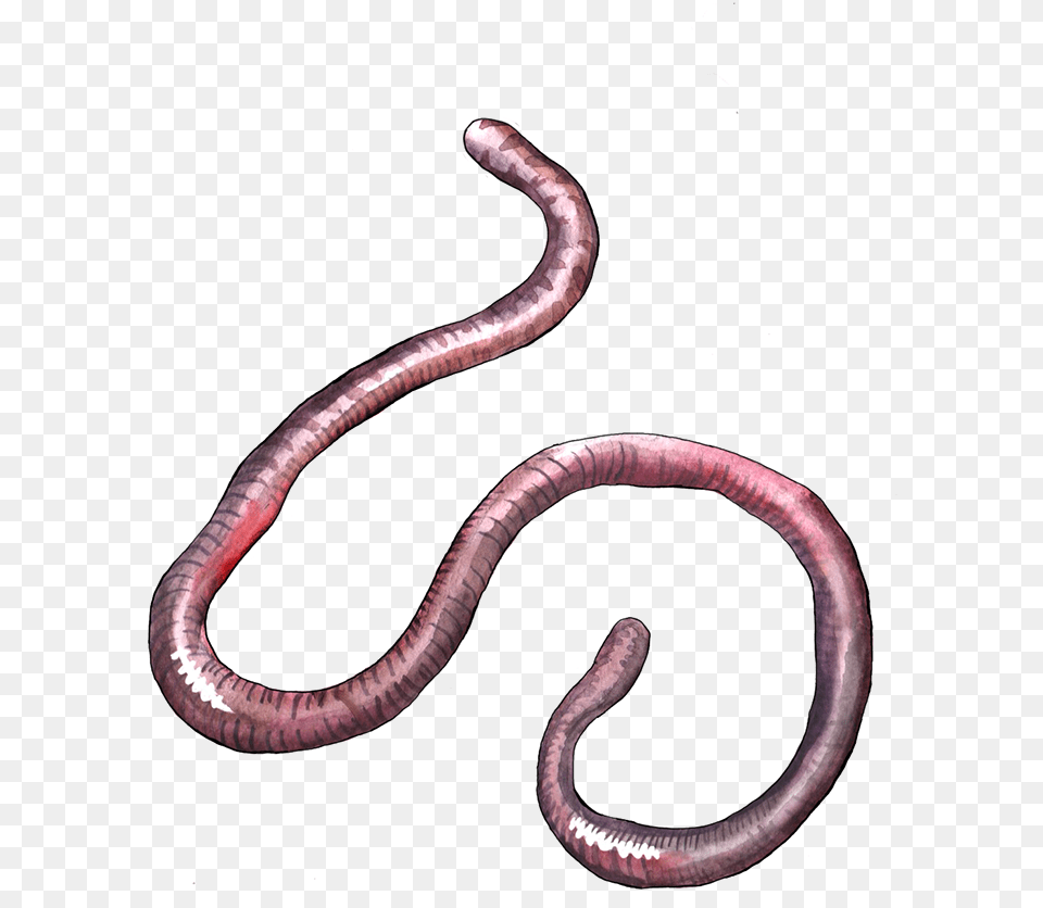 Earthworm Clipart Portable Network Graphics, Animal, Reptile, Snake, Invertebrate Free Png Download