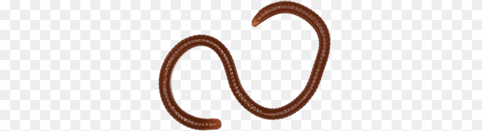 Earthworm Common Kingsnake, Animal, Invertebrate, Worm, Smoke Pipe Free Png Download