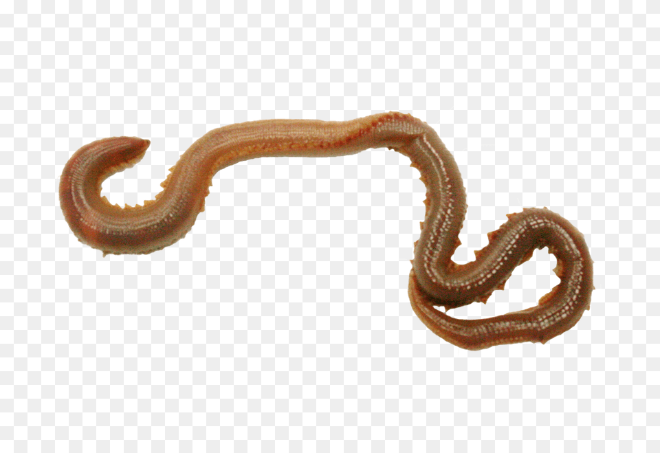 Earthworm Image With Annelid, Animal, Insect, Invertebrate, Worm Free Png
