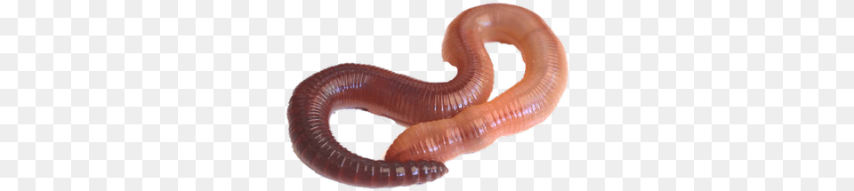 Earthworm Pest Control Services In Earthworm, Animal, Invertebrate, Worm, Reptile Free Png Download
