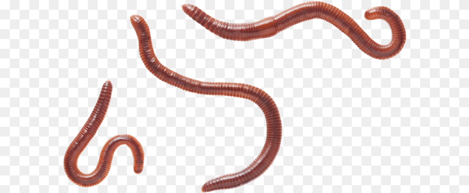 Earthworm Worm Download Image With Transparent Eisenia Fetida, Animal, Invertebrate, Insect Free Png