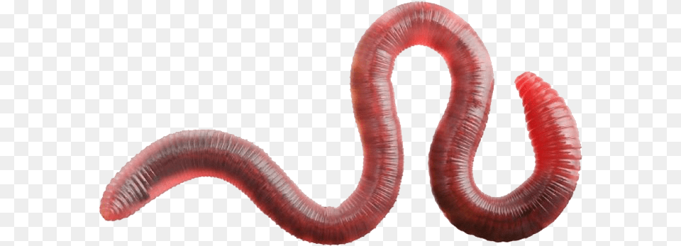 Earthworm Worm Earthworm, Animal, Invertebrate, Insect Free Png