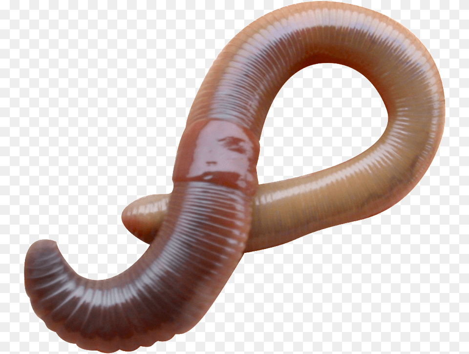 Earthworm Worm Earthworm Eudrilus Eugeniae, Animal, Invertebrate, Insect Free Png Download