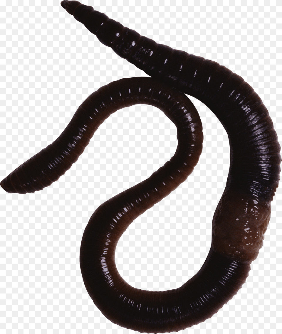 Earthworm Worm Oligochaeta Free Transparent Png