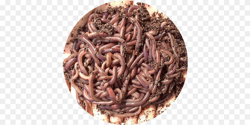 Earthworms 200g Earthworm, Soil, Animal, Invertebrate, Worm Free Png