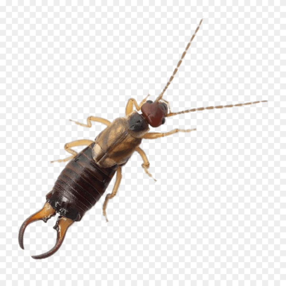 Earwig, Animal, Insect, Invertebrate, Termite Png Image