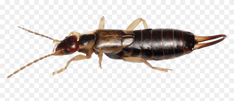 Earwig Horizontal, Animal, Insect, Invertebrate Free Png Download