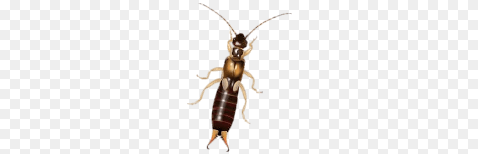 Earwig Illustration, Animal, Insect, Invertebrate, Termite Png