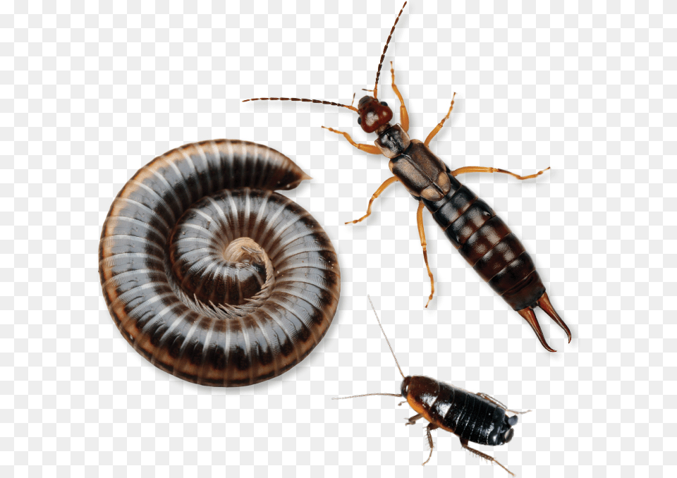 Earwig Insect, Animal, Invertebrate Free Png