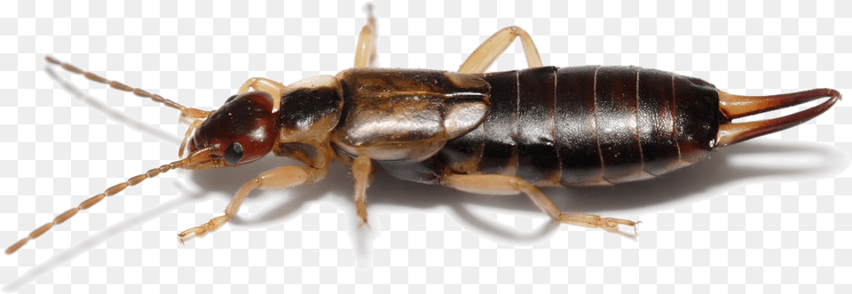Earwig On Clear Background Earwig, Animal, Insect, Invertebrate Free Png Download