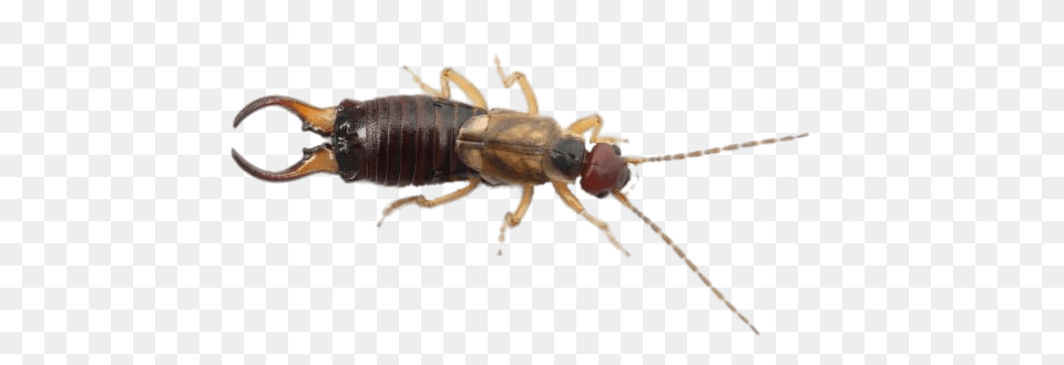 Earwig Top View, Animal, Insect, Invertebrate, Termite Free Png