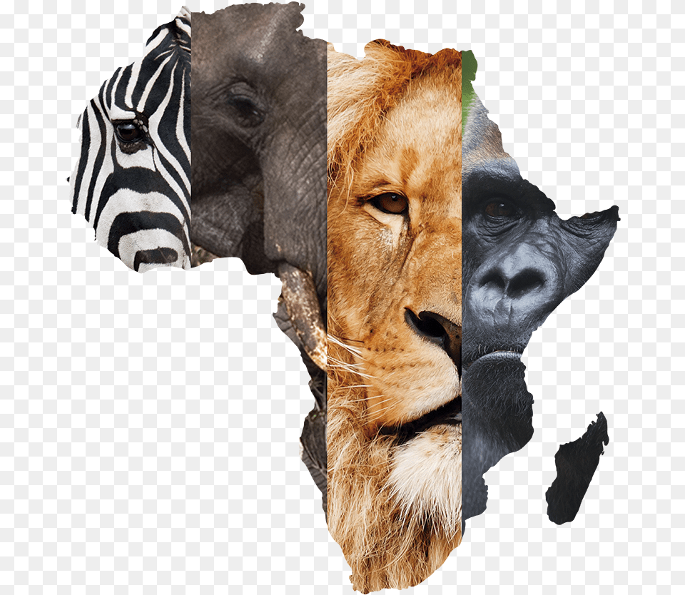 East Africa Located, Animal, Lion, Mammal, Wildlife Free Transparent Png