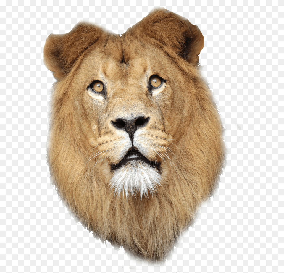 East African Lion Lionhead Rabbit Lions Face, Animal, Mammal, Wildlife Free Png