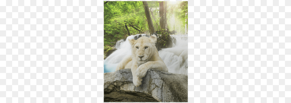 East Urban Home White Lion Graphic Art Print On Canvas, Animal, Mammal, Wildlife, Outdoors Png