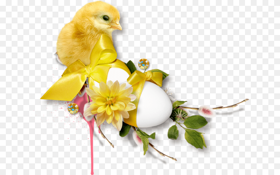 Easter, Animal, Bird, Chicken, Fowl Png