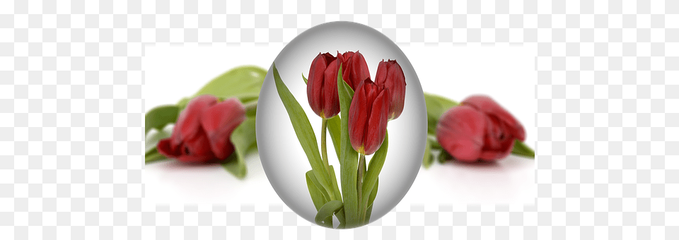 Easter Flower, Plant, Rose, Tulip Free Png Download