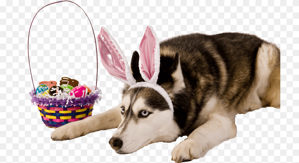 Easter Bunny Ears, Animal, Canine, Dog, Pet Png Image