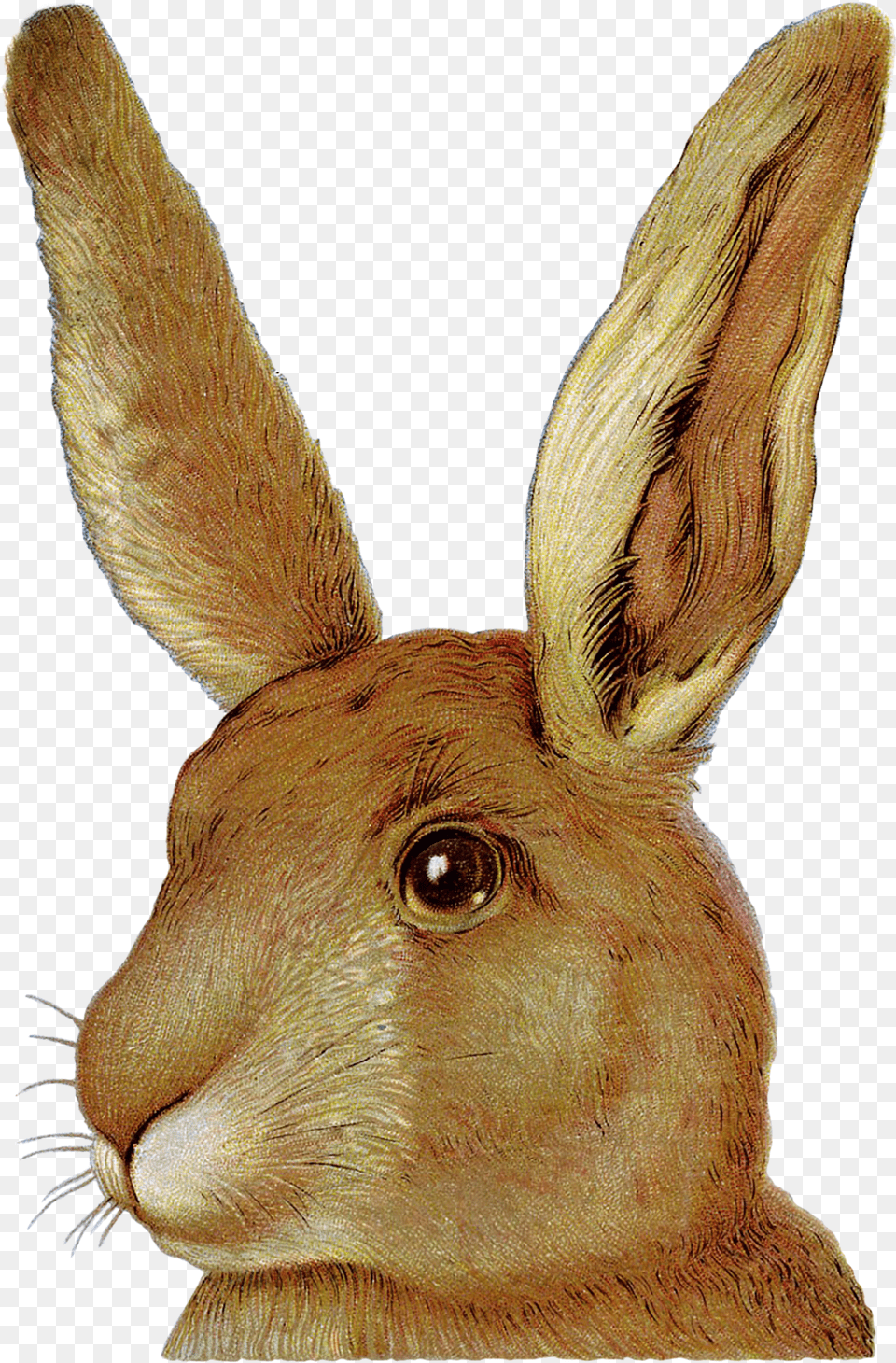 Easter Bunny European Rabbit Domestic Rabbit, Animal, Hare, Mammal, Rodent Png