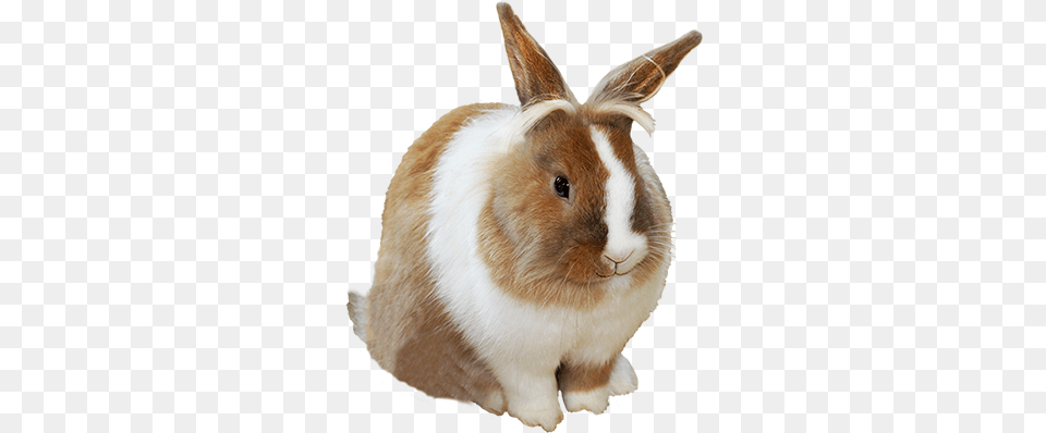 Easter Bunny Transparent Background Transparent Background Easter Bunny, Animal, Mammal, Rabbit, Rat Free Png Download