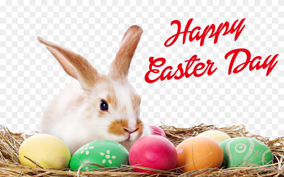 Easter Bunny With Eggs, Animal, Mammal, Rat, Rodent Png Image