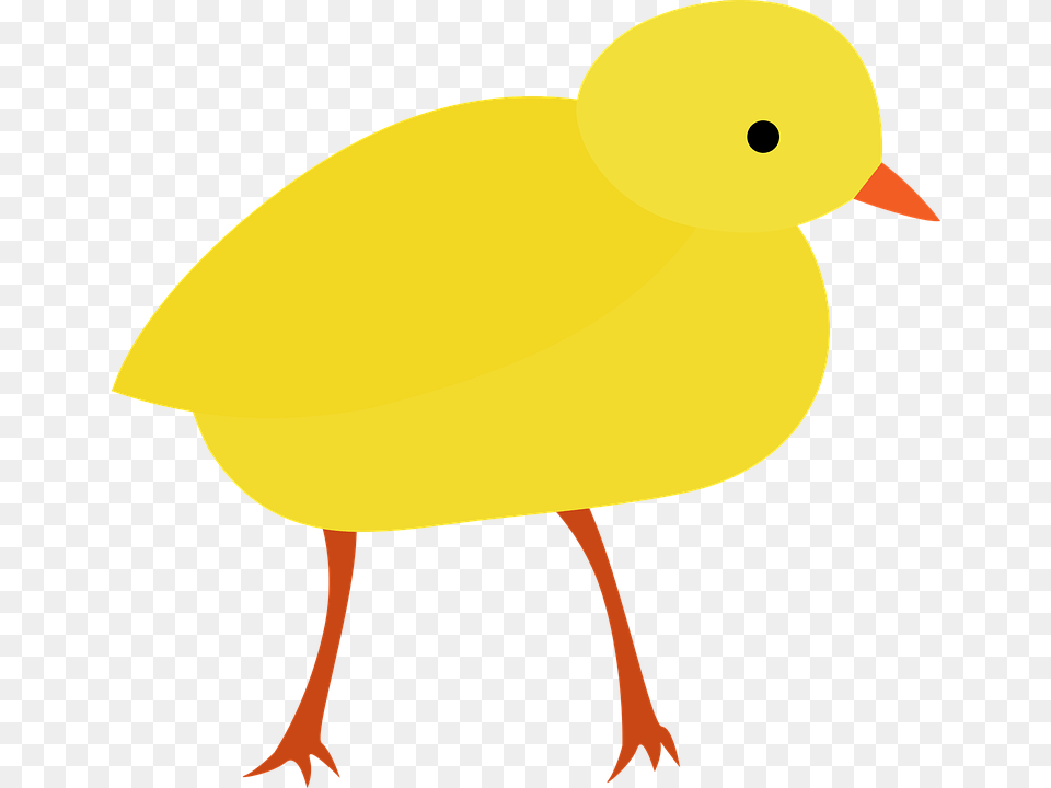 Easter Chick Civciv, Animal, Bird Png