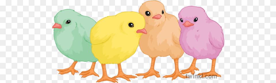 Easter Chicks Baby Animal Birds Cute Animal Figure, Bird, Chicken, Fowl, Hen Png