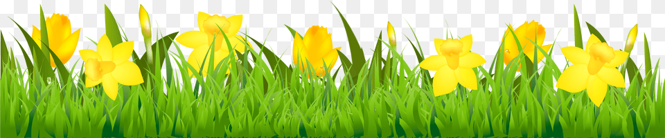 Easter Clipart Daffodil Daffodil Clipart Border, Plant, Outdoors, Nature, Grass Png