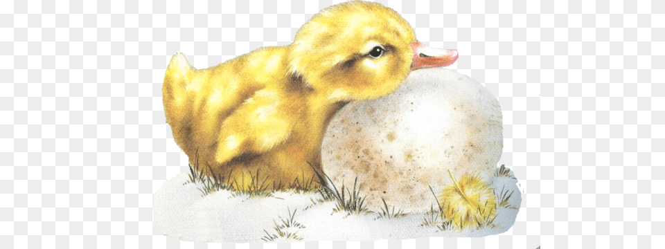 Easter Ducks Motywy Wielkanocne Do Pobrania, Animal, Beak, Bird, Anseriformes Png Image