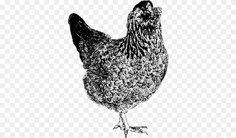 Easter Egger Chicken Drawing, Gray Png Image