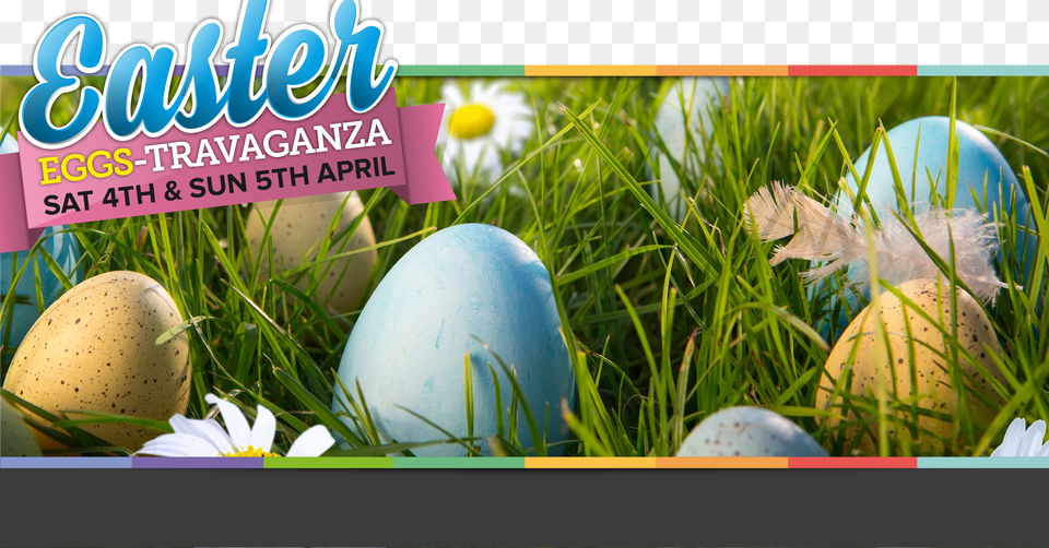 Easter Eggs Easter Spring Background, Egg, Food, Easter Egg, Animal Free Png