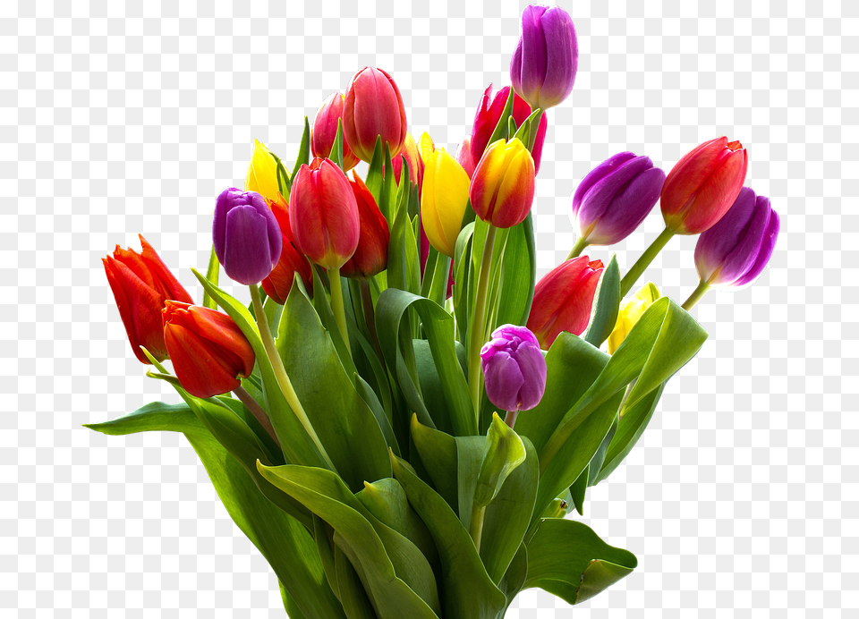 Easter Flower Bunch Of Tulips, Flower Arrangement, Flower Bouquet, Plant, Tulip Free Transparent Png