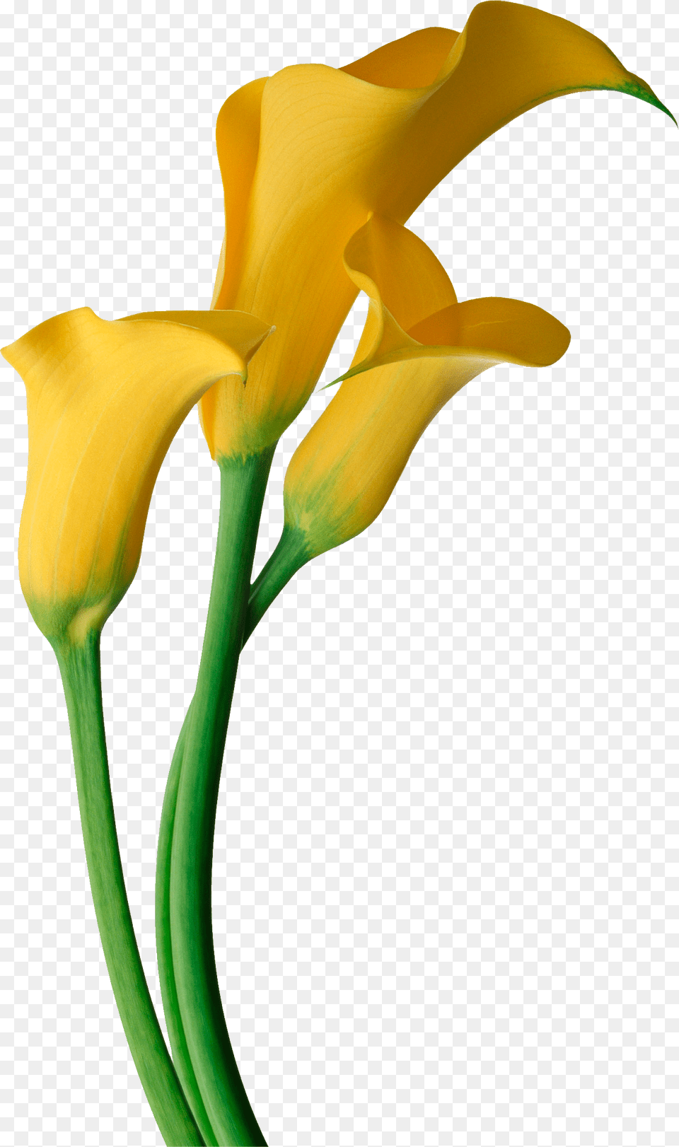 Easter Flower Clipart Calla Lily Calla Lily Flower, Plant, Petal Png Image